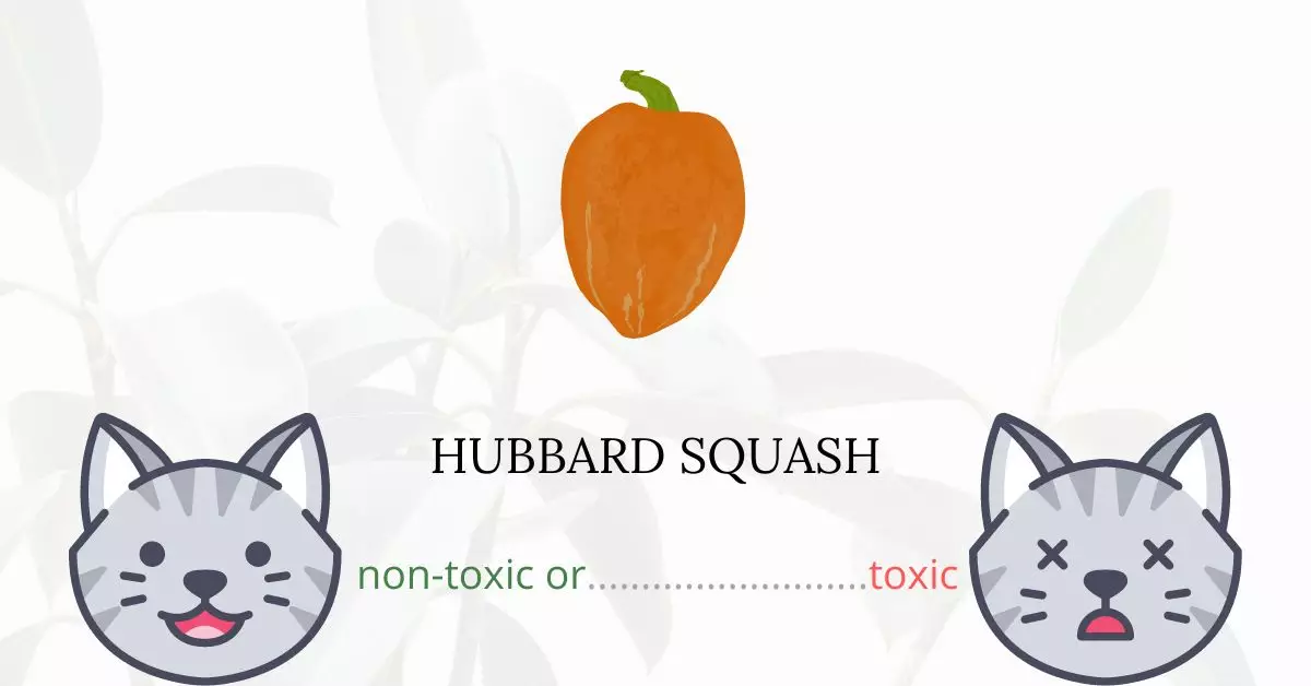 Is Hubbard Squash Toxic For Cats