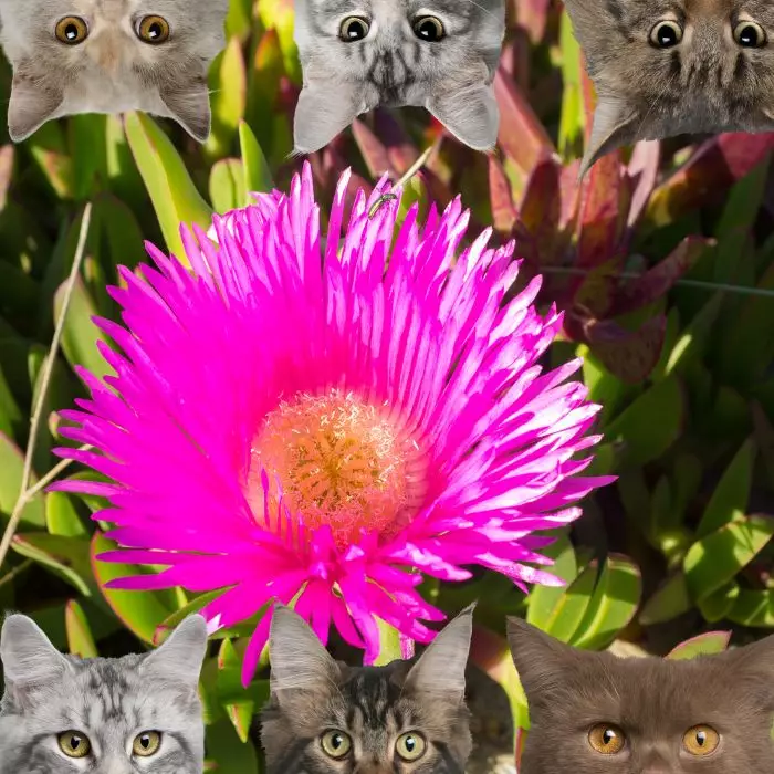 Ice Plant and cats