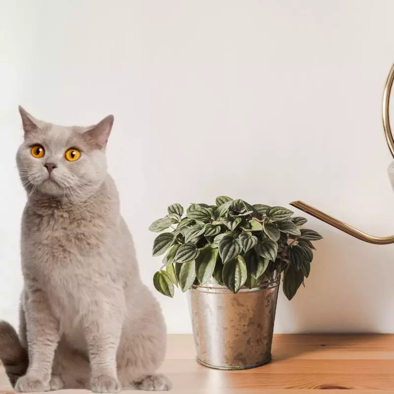 Ivy Peperomia and a cat nearby