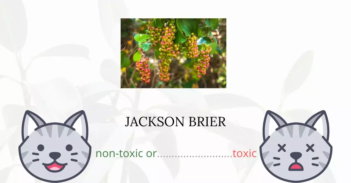 Is Jackson Brier Toxic For Cats