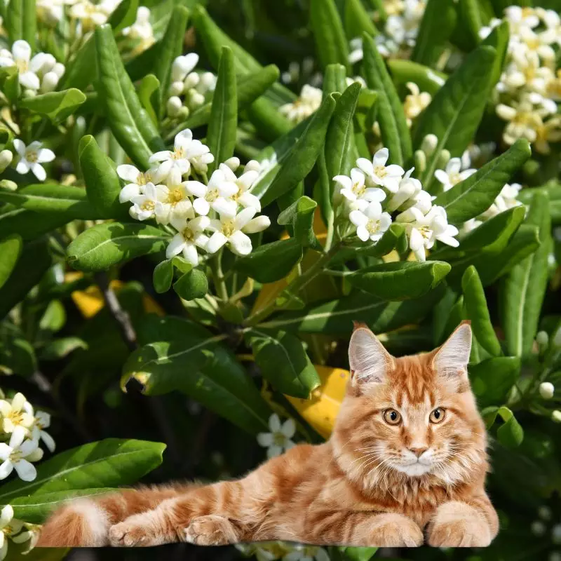 Japanese Pittosporum and a cat nearby