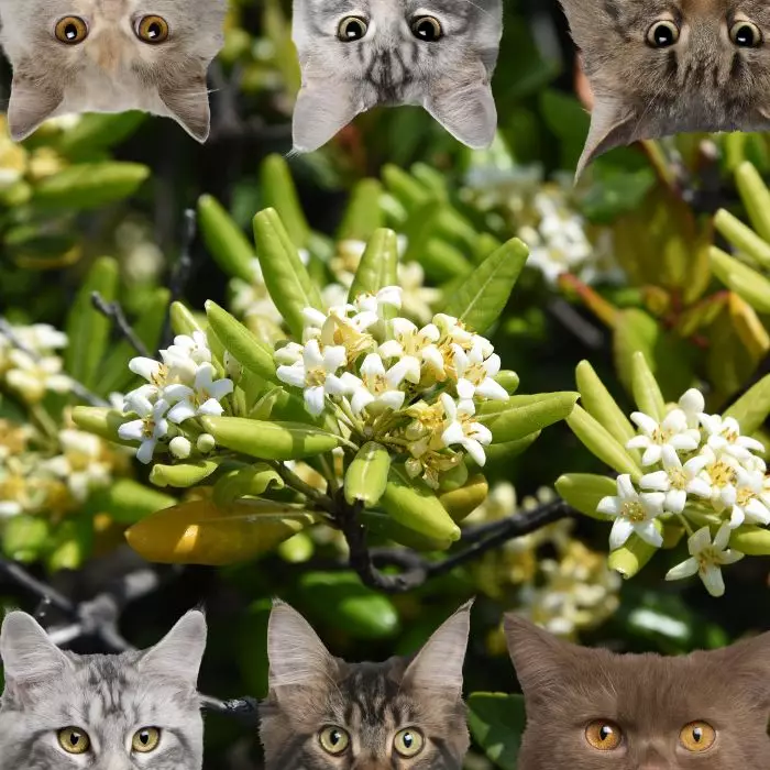 Japanese Pittosporum and cats