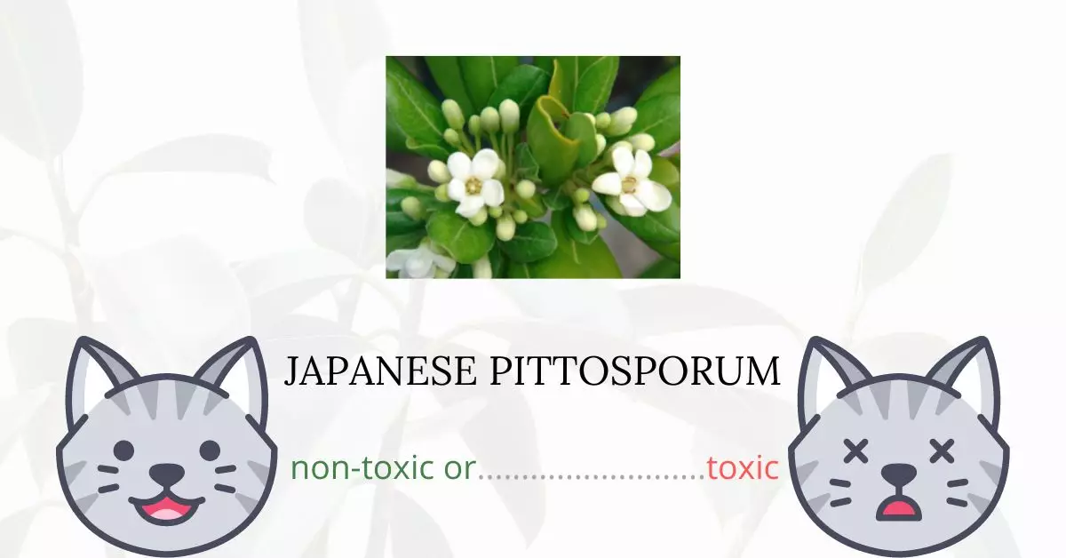 Is Japanese Pittosporum Toxic For Cats