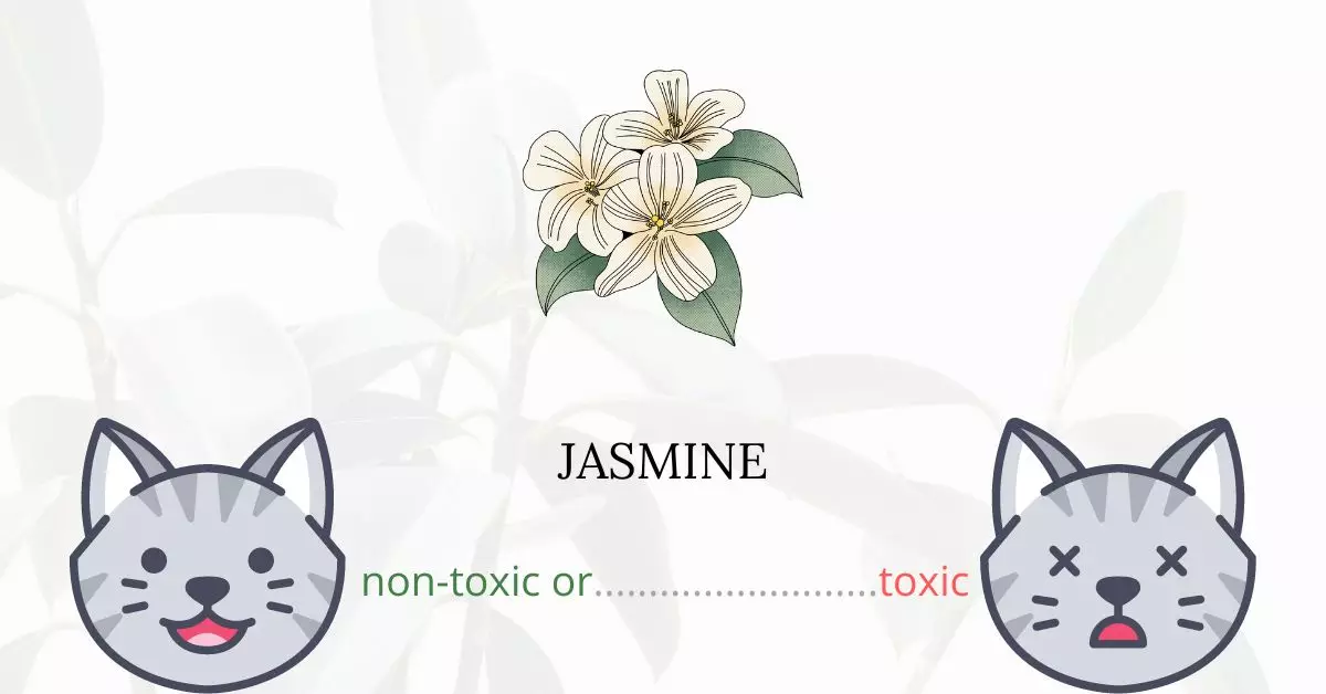 Is Jasmine Toxic For Cats