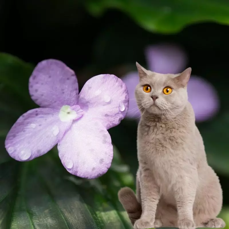 Kaempferia with a cat nearby