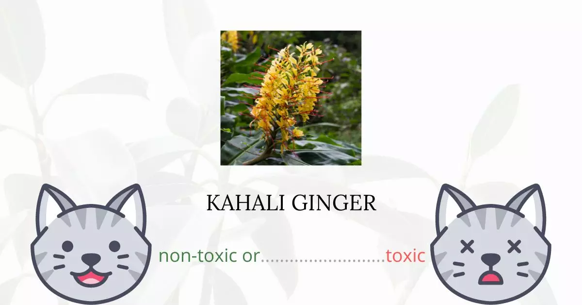 Is Kahili Ginger Toxic For Cats