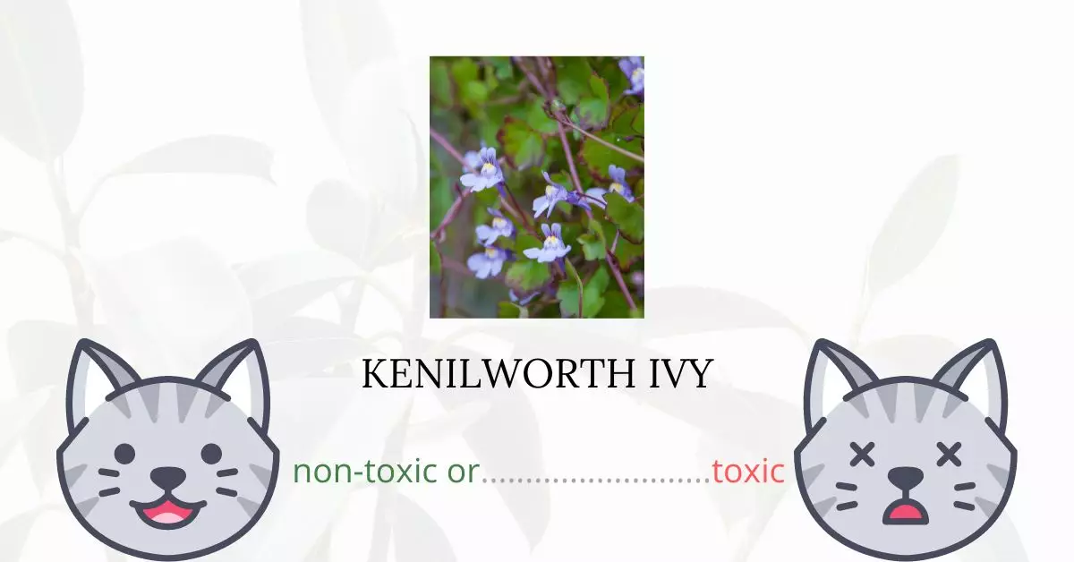 Is Kenilworth Ivy or Coliseum Ivy Toxic For Cats