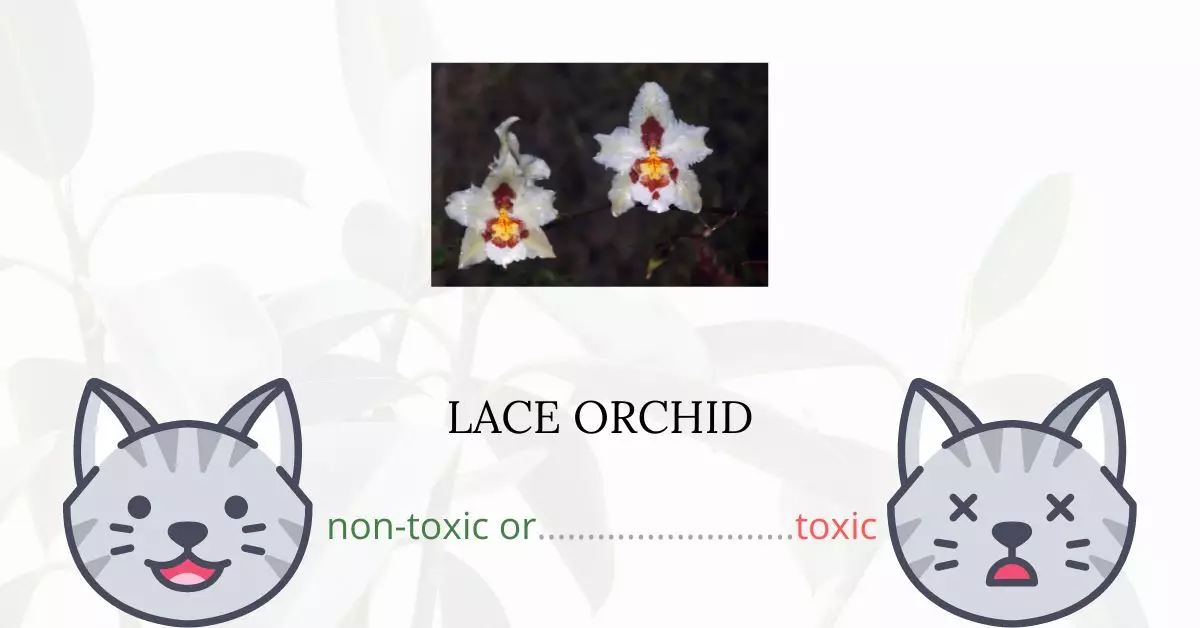 Is Lace Orchid Toxic For Cats