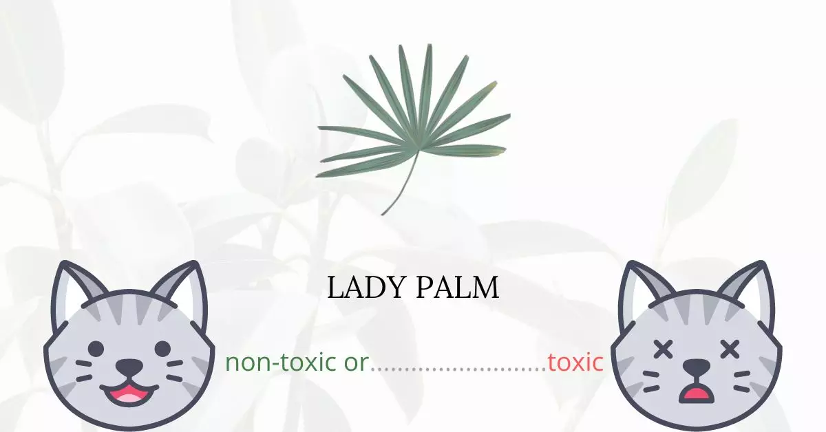 Is Lady Palm Toxic For Cats