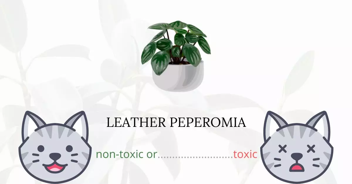 Is Leather Peperomia Toxic For Cats