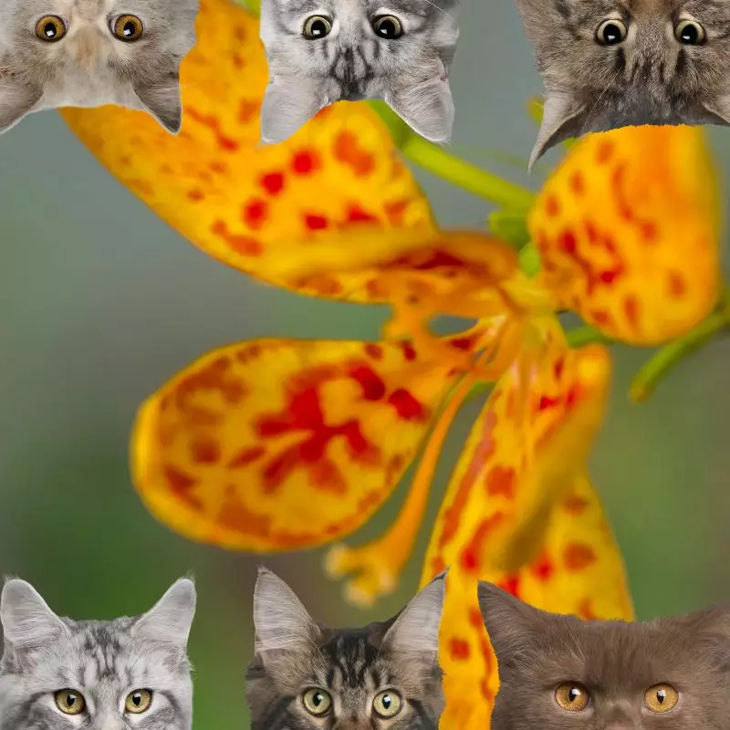 Leopard Lilies and cats