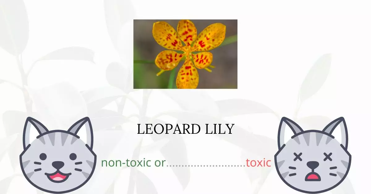 Is Leopard Lily Toxic For Cats