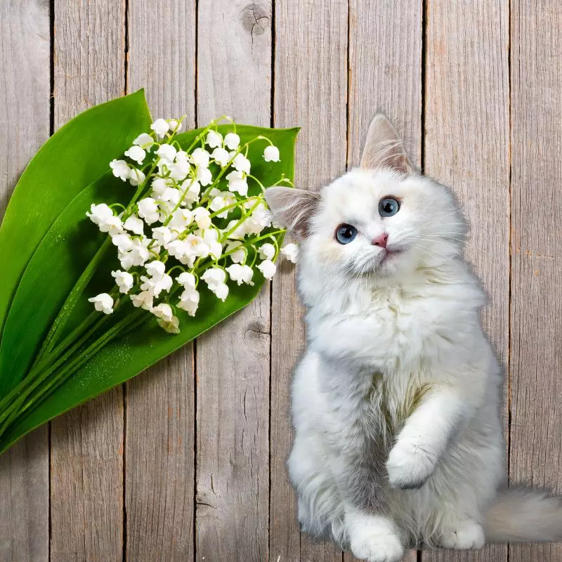 Lily of the Valley Orchid and a cat nearby