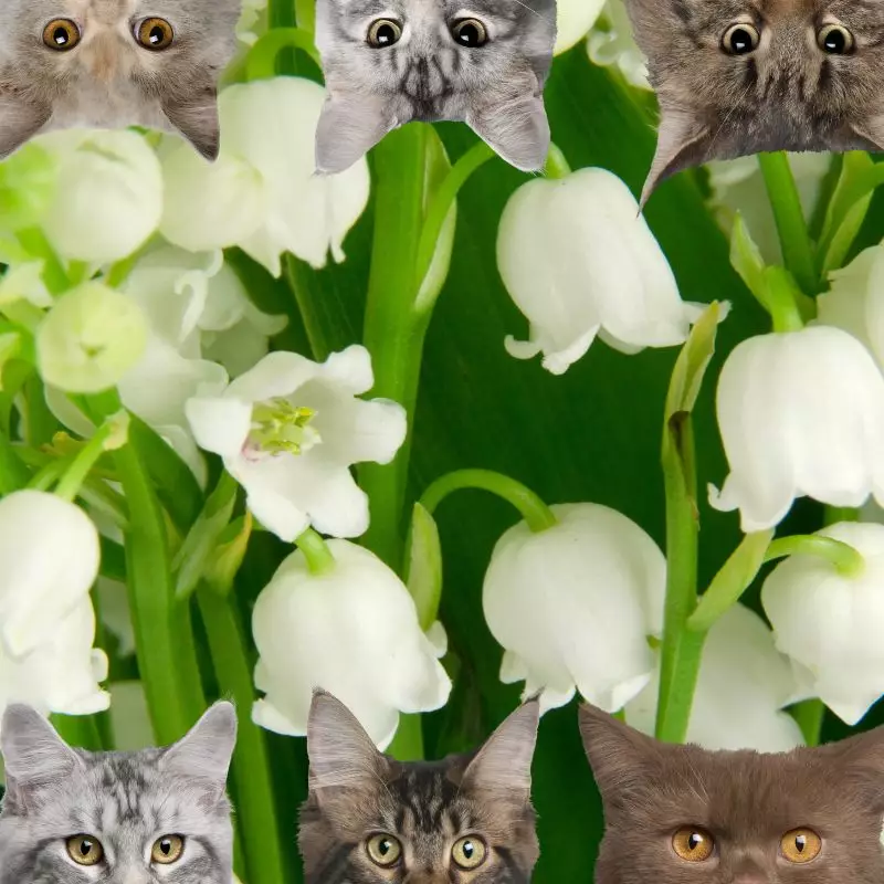 Lily of the Valley Orchid and cats