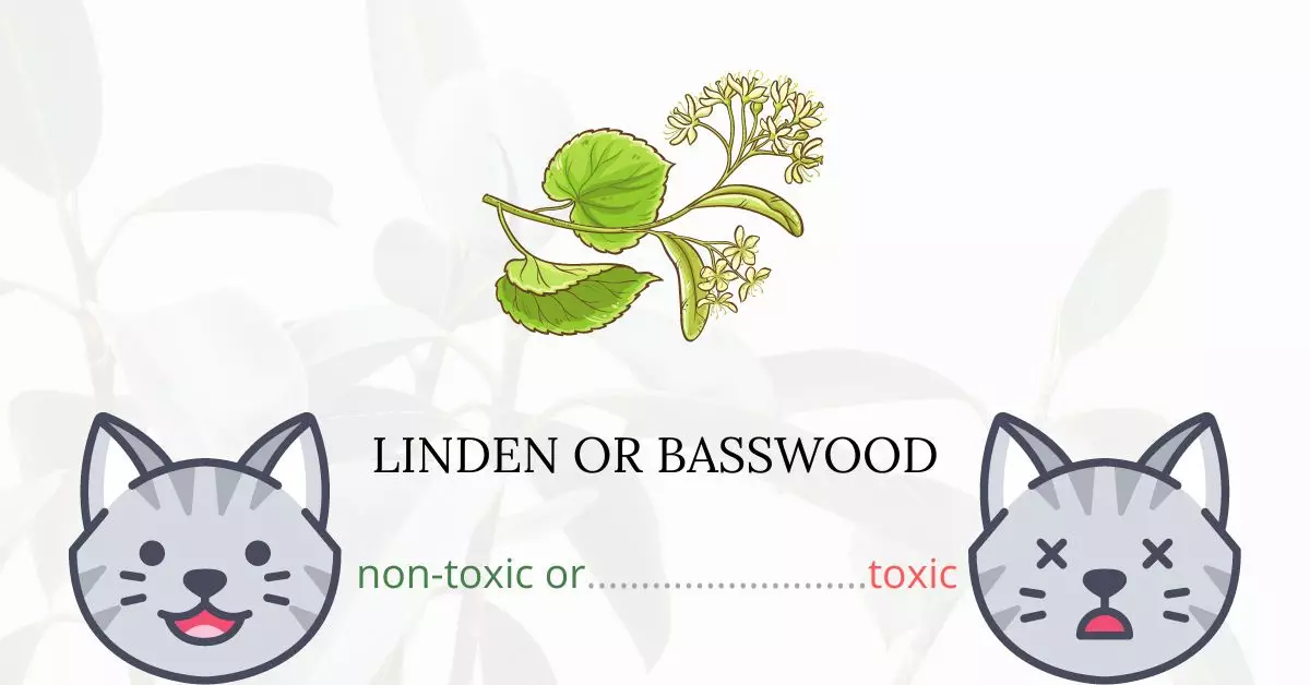 Is Linden or Basswood Toxic For Cats