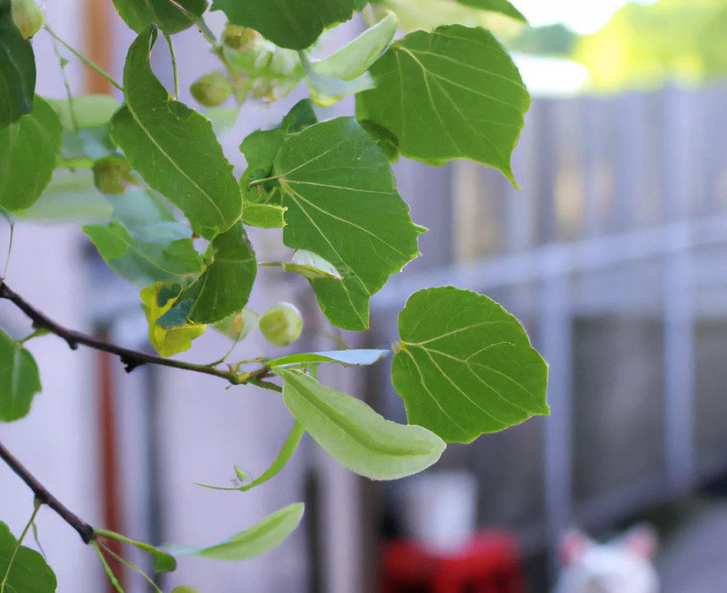 Linden plant with a happy cat nearby