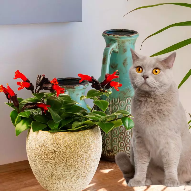 Lipstick Plant and a cat nearby