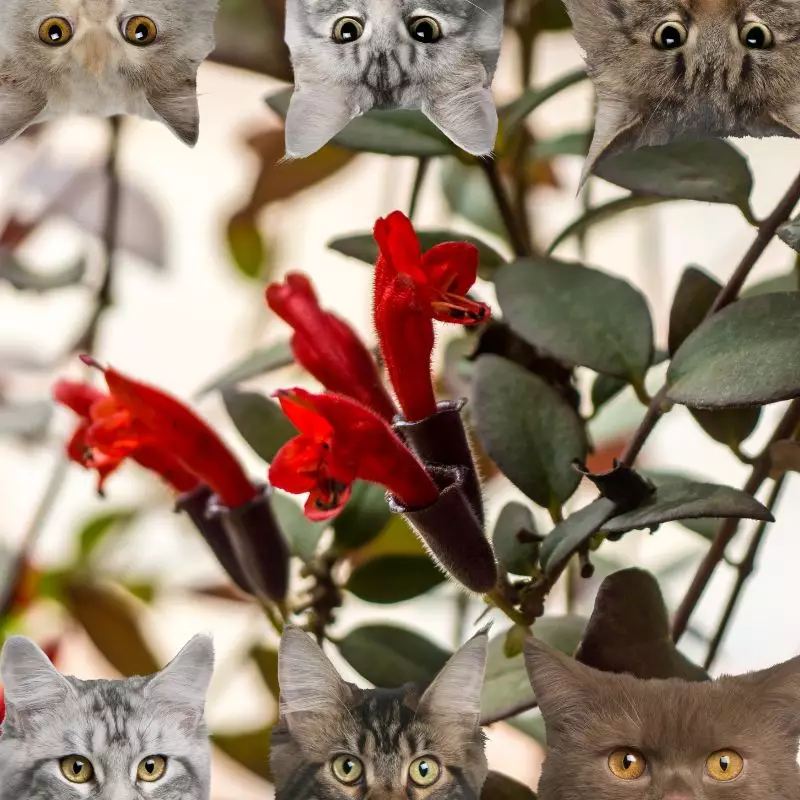 Lipstick Plant and cats