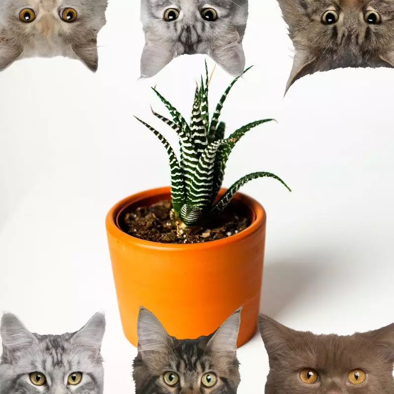 Little Zebra Plant and cats