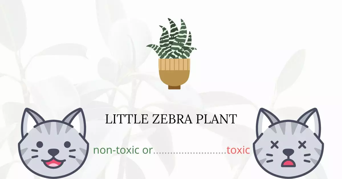 Is Little Zebra Plant Toxic For Cats