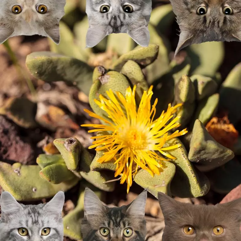 Living Rock Cactus and cats