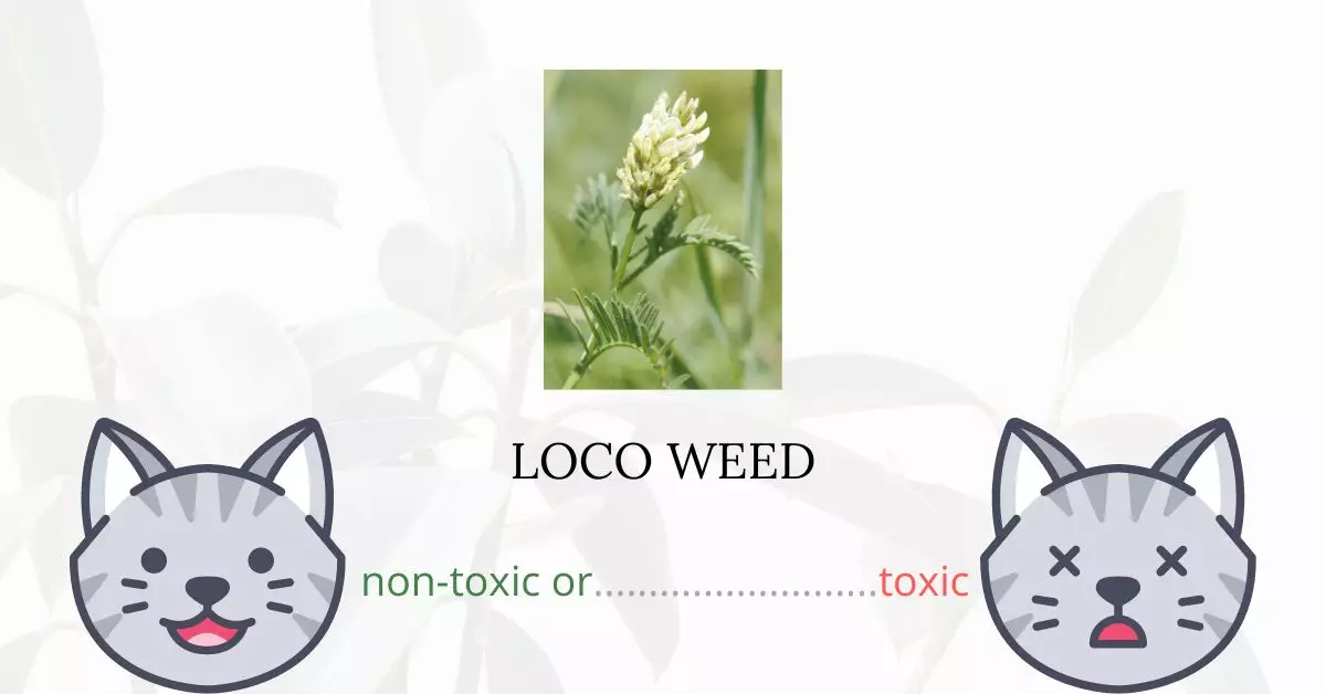 Is Loco Weed Toxic For Cats