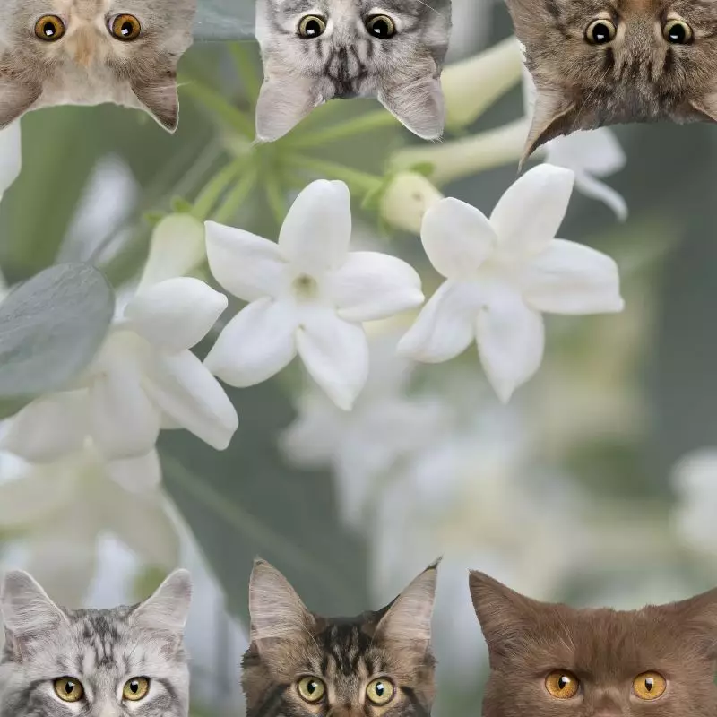 Madagascar Jasmine and cats