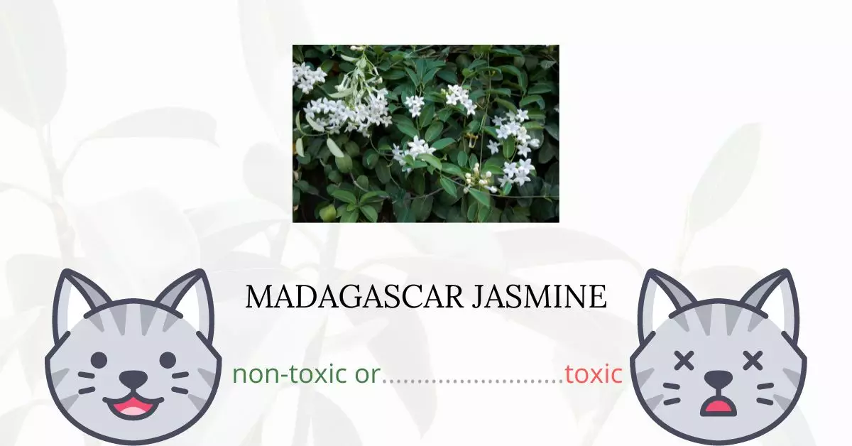 Is Madagascar Jasmine Toxic For Cats