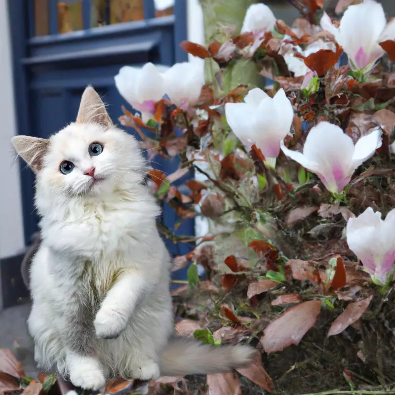 Magnolia Bush and a cat nearby
