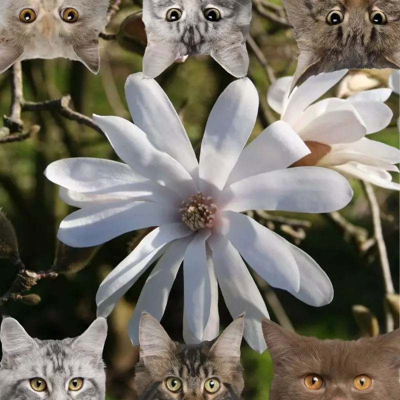 Magnolia Bush and cats