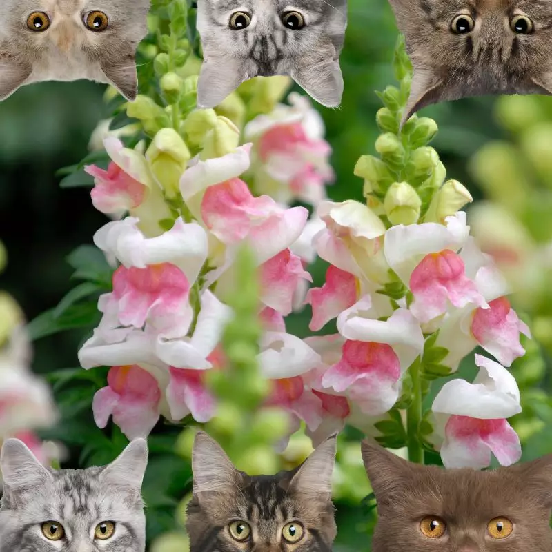 The lesser snapdragon and cats