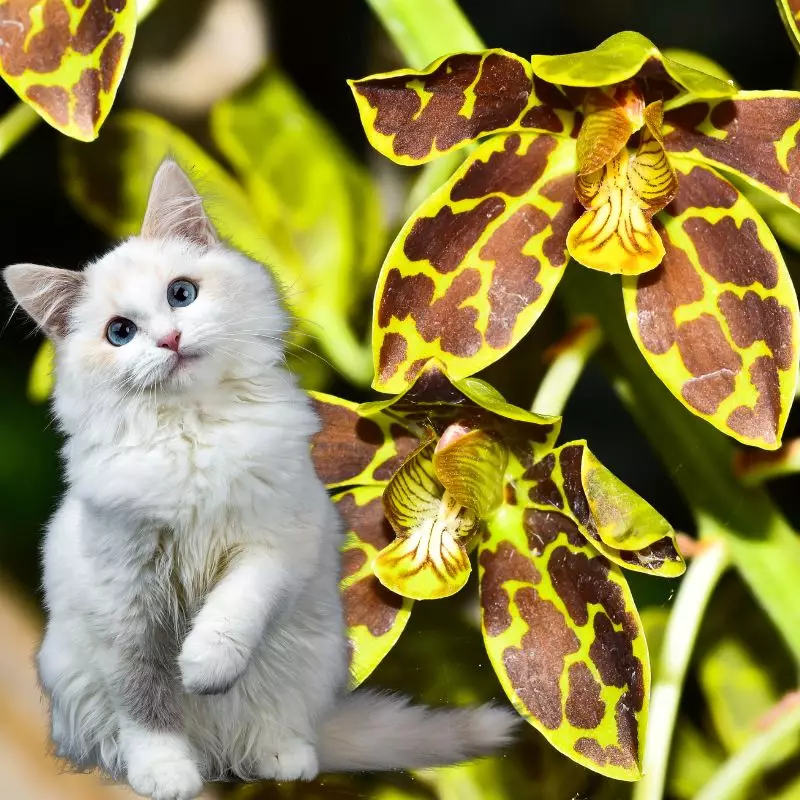 Tiger Orchid and a cat nearby