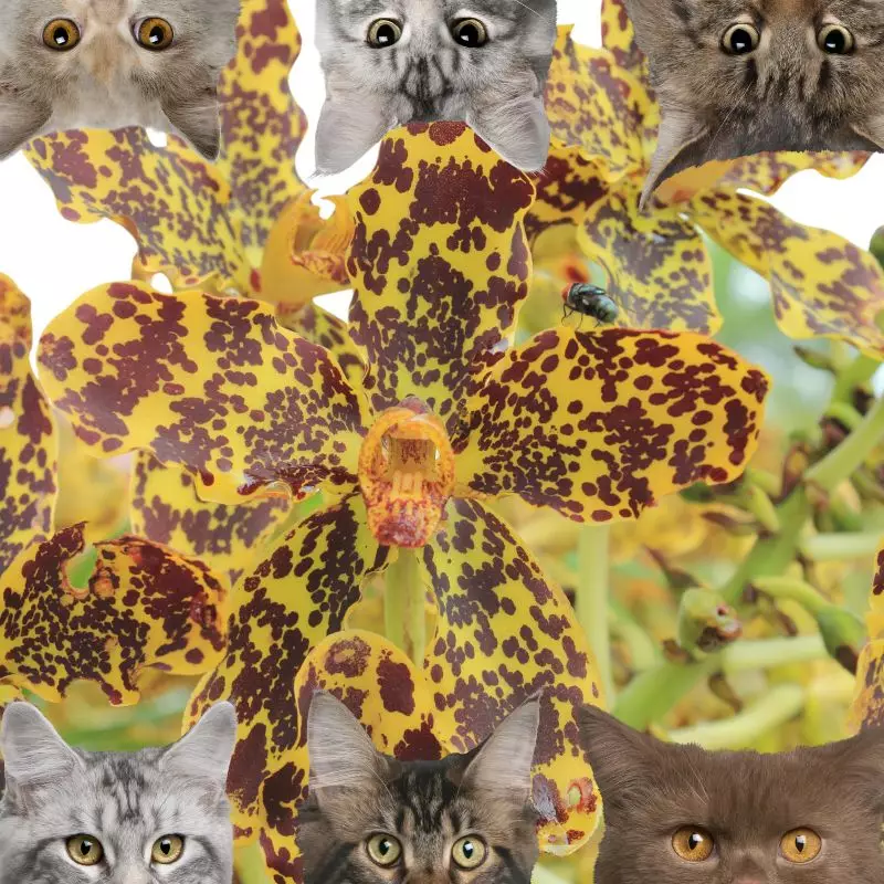 Tiger Orchids and cats