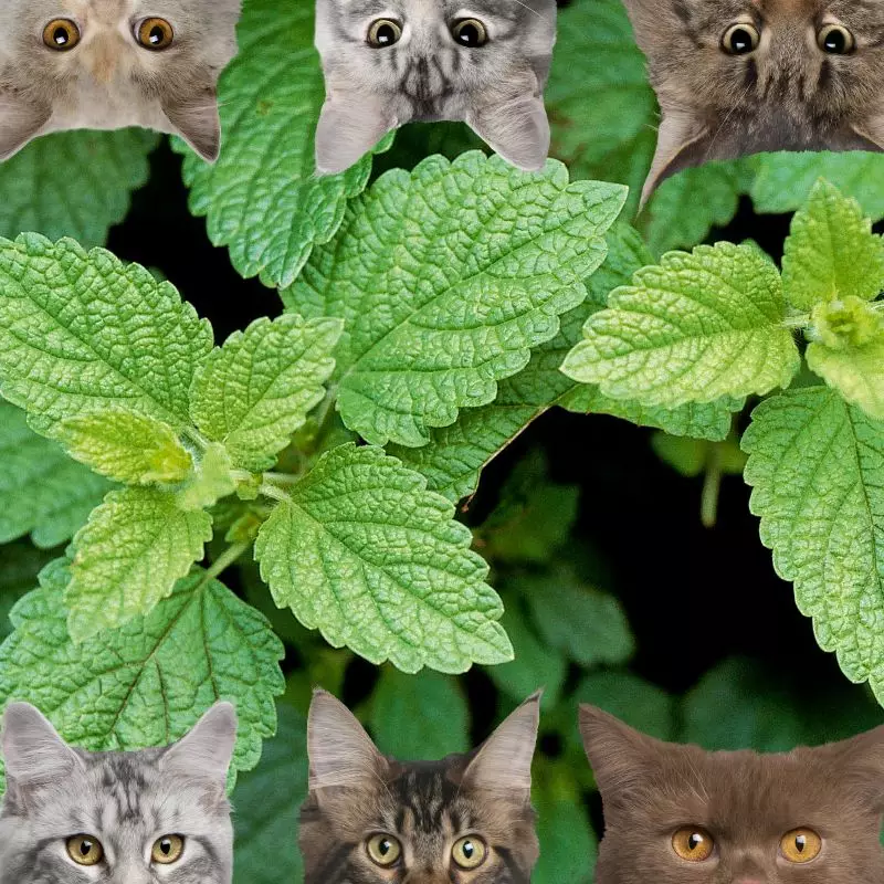 lemon balm and cats