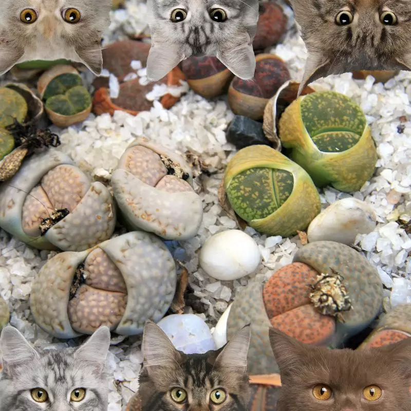 lithops and cats