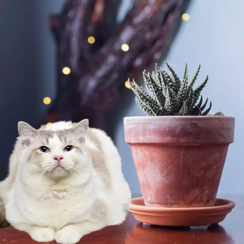 A cat lies ner a Pearl Plant