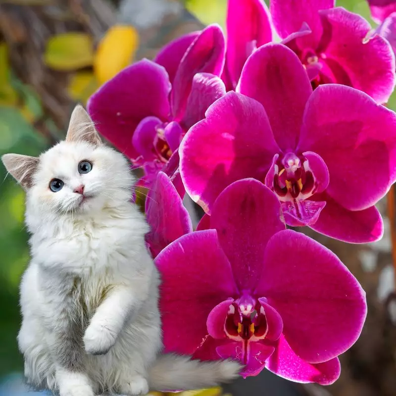 Car sits near Phalaenopsis Orchid