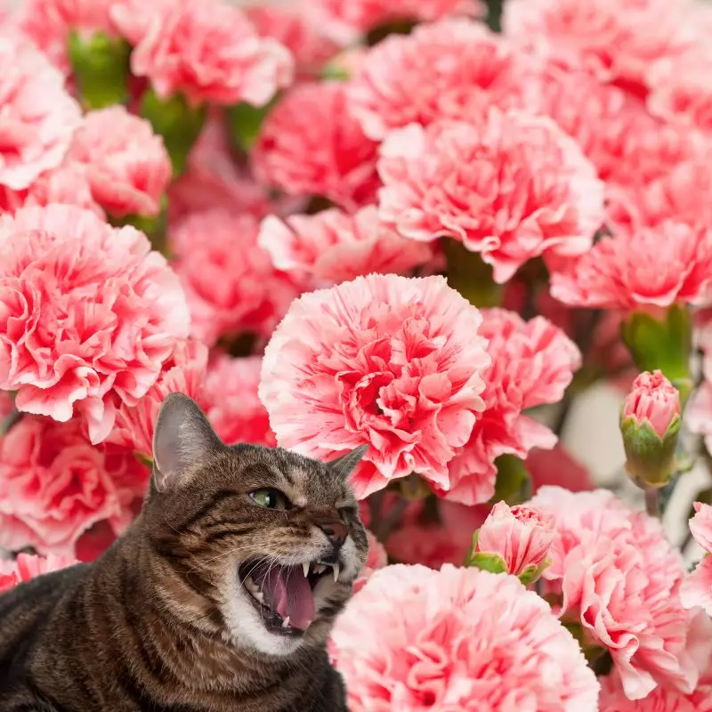Carnations and an angry cat