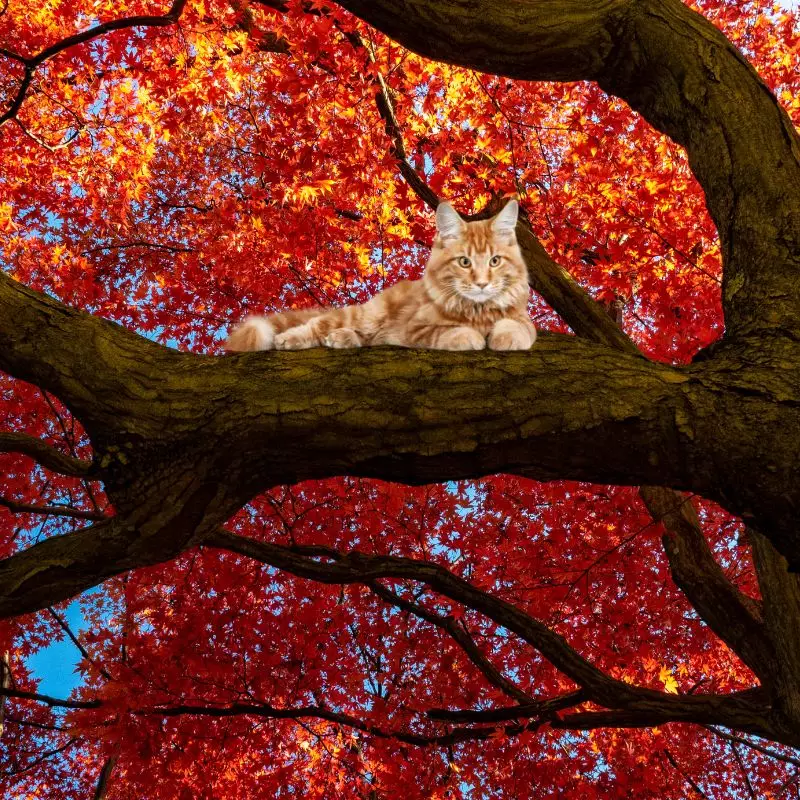 Cat and Red Maple