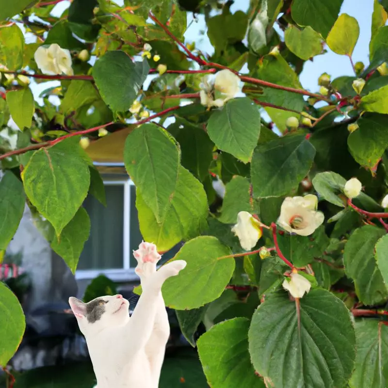 Cat is trying to touch Mountain Camellia