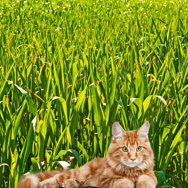 Cat lies in Sudan Grass