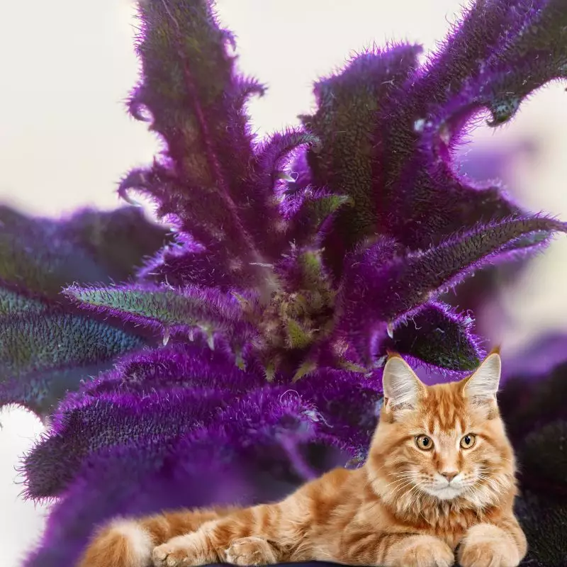 Cat lies near Purple Passion Vine