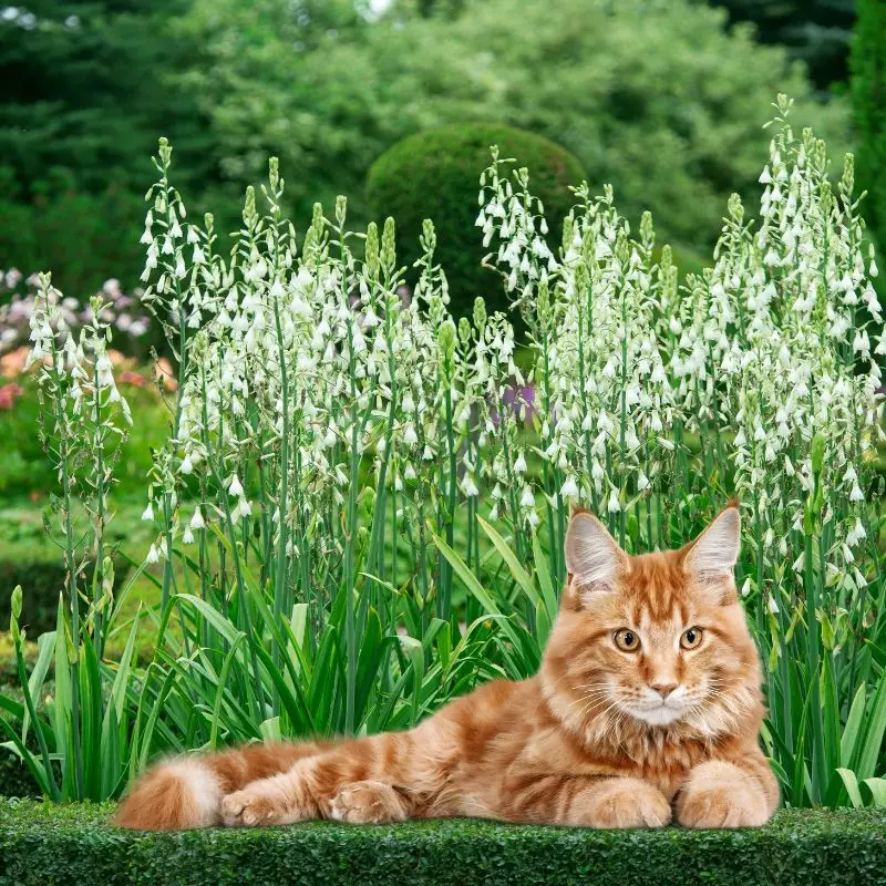 Cat lies near Summer Hyacinths