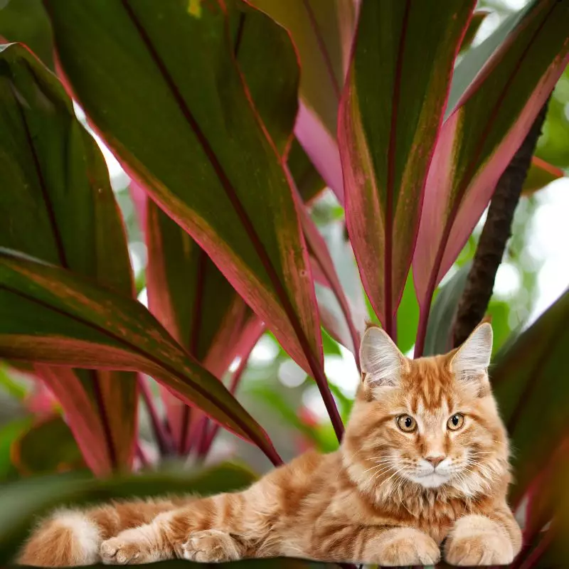 Cat lies under Red Palm Lily