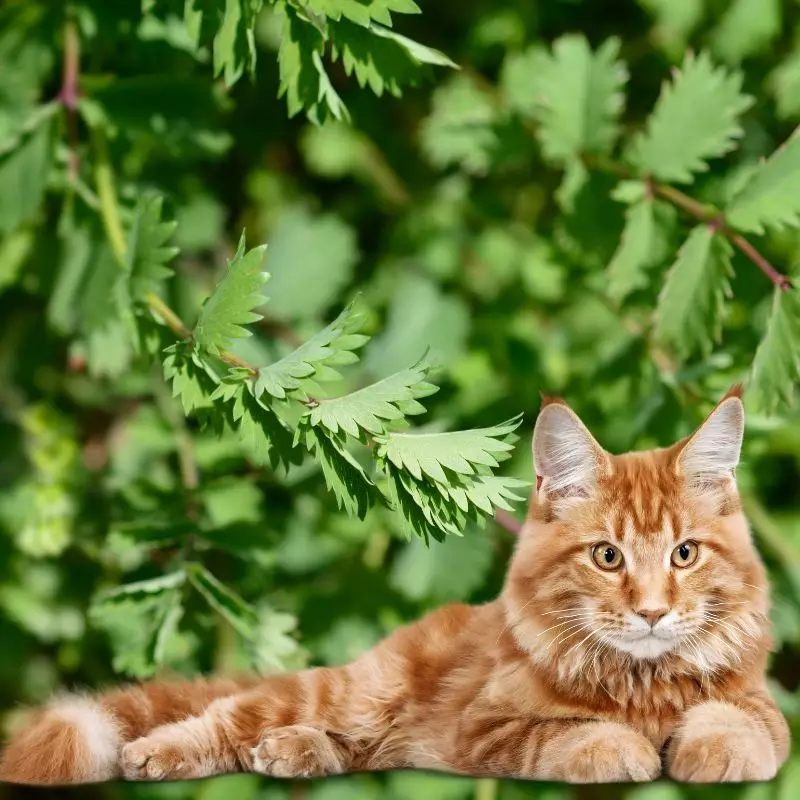 Cat lies under Salad Burnet.jpg