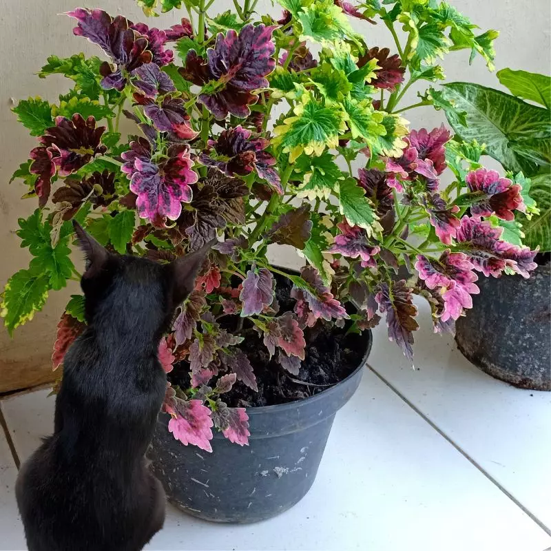 Cat looks at Prostrate Coleus