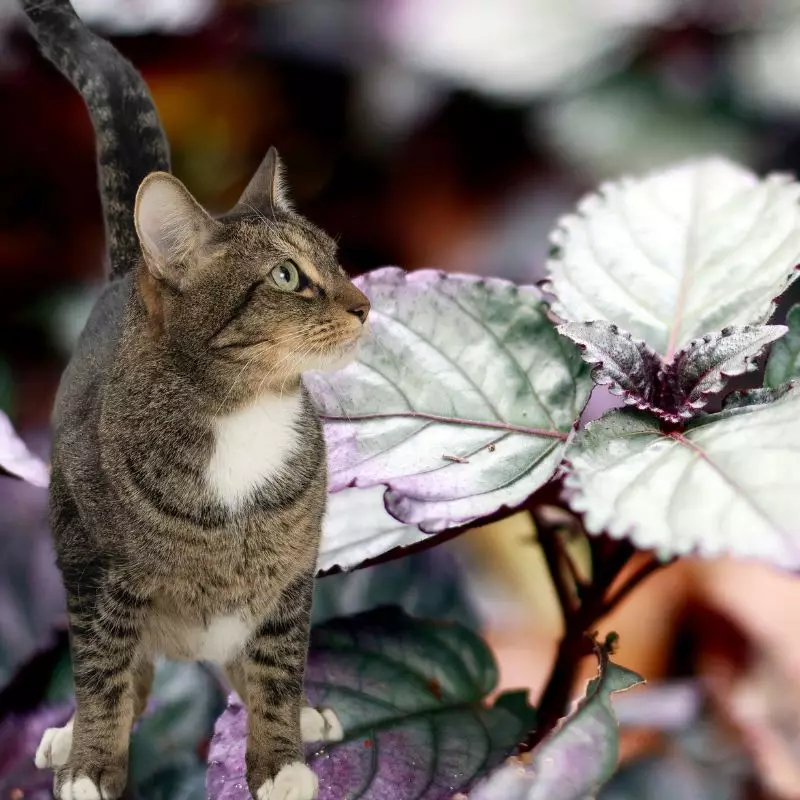 Cat looks at Purple Waffle Plant