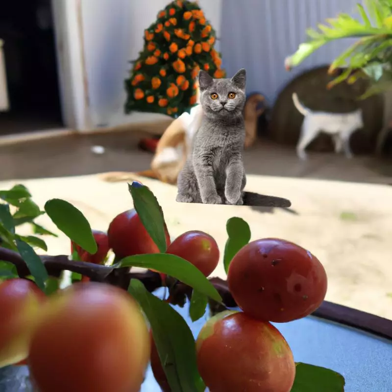 Cat looks at natal plum