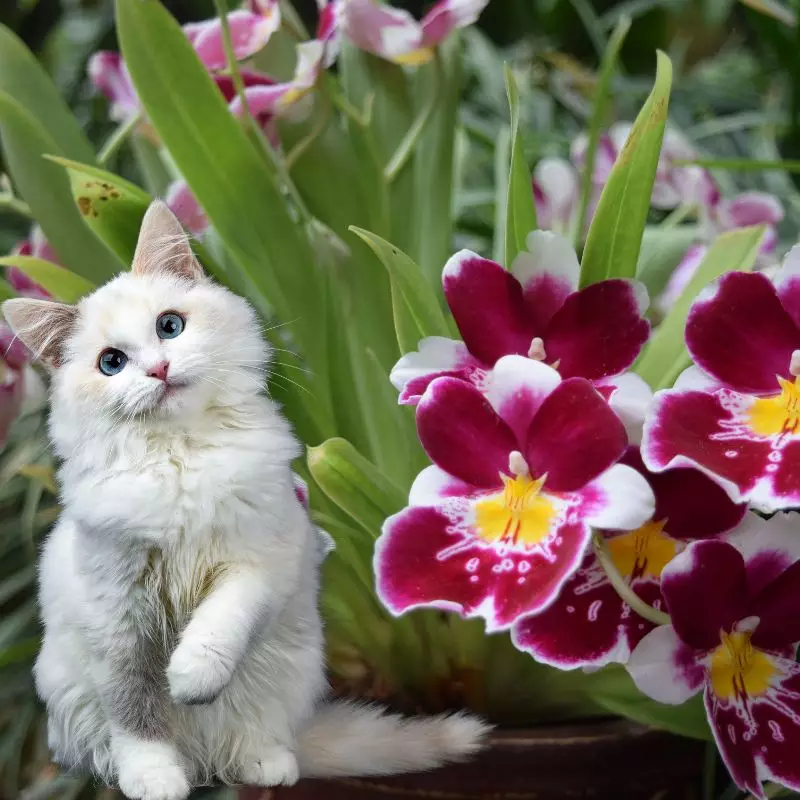 Cat looks at pansy orchid