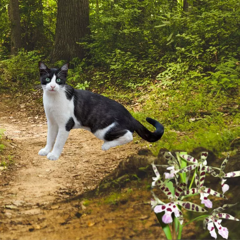 Cat near Rainbow Orchid